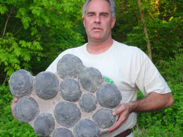 dinosaur replica eggs